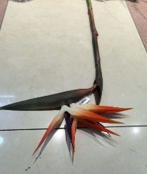 Artificial Sterlitzia